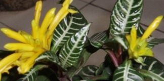 Афеландра оттопыренная (Aphelandra squarrosa)