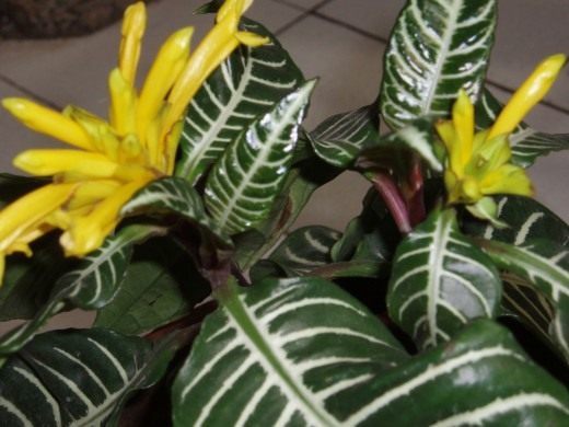 Афеландра оттопыренная (Aphelandra squarrosa) Афеландра оттопыренная (Aphelandra squarrosa)