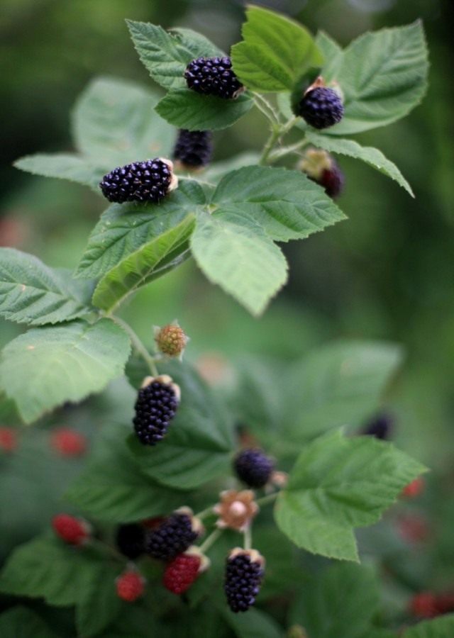 Ежевика (Blackberry) Ежевика (Blackberry)
