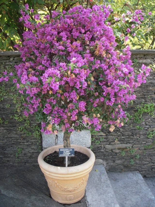 Бугенвиллия (Bougainvillea) Бугенвиллия (Bougainvillea)