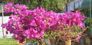 Бугенвиллия (Bougainvillea)