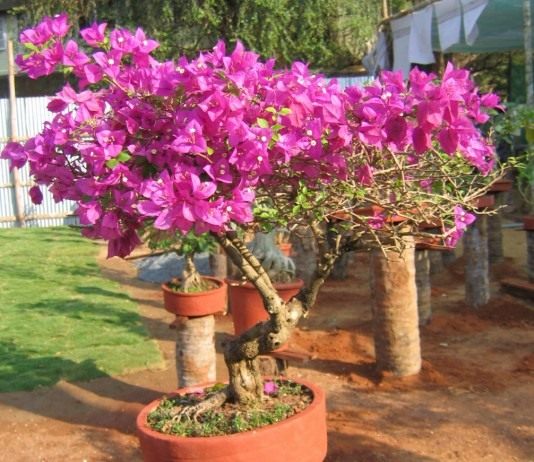 Бугенвиллия (Bougainvillea)