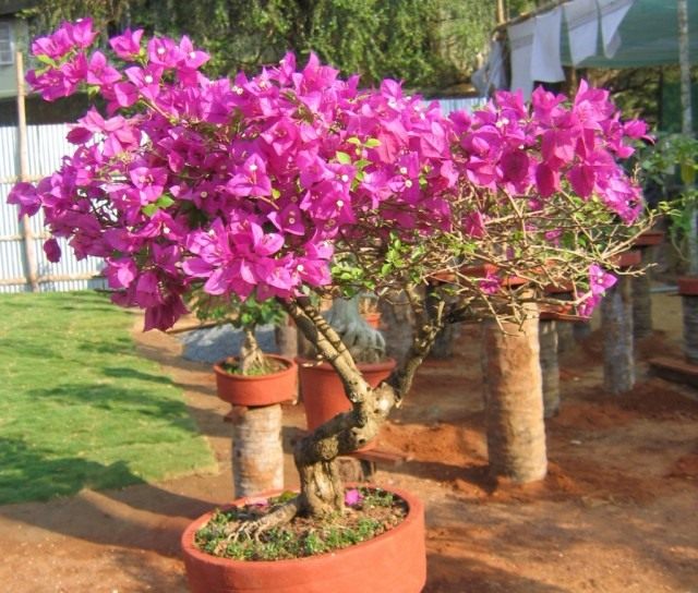 Бугенвиллия (Bougainvillea) Бугенвиллия (Bougainvillea)