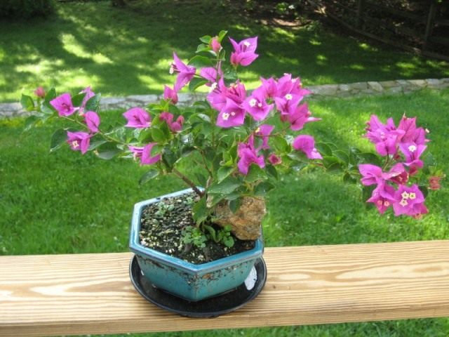 Бугенвиллия (Bougainvillea) Бугенвиллия (Bougainvillea)