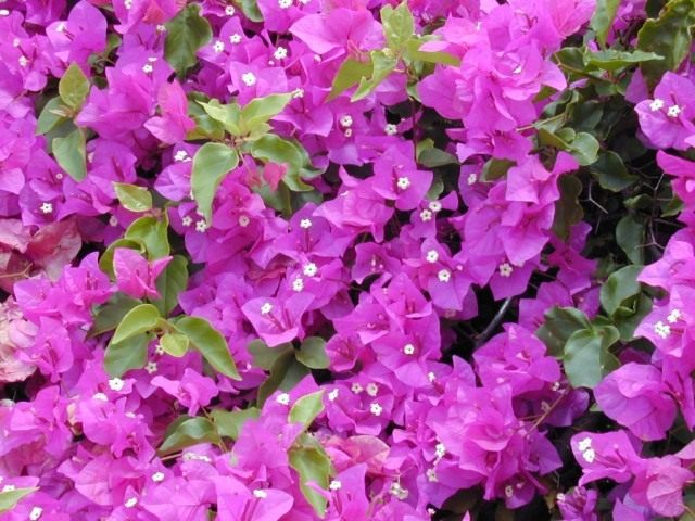 Бугенвиллия (Bougainvillea) Бугенвиллия (Bougainvillea)