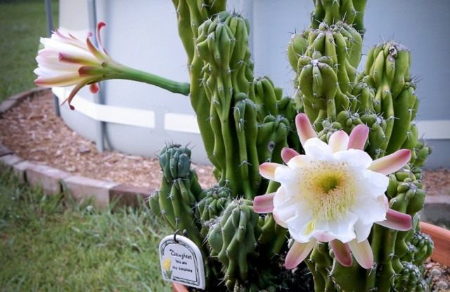 Цереус перуанский (Cereus peruvianus) Цереус перуанский (Cereus peruvianus)