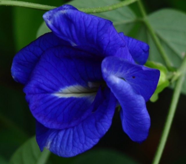 Клитория тройчатая (Clitoria ternatea) Клитория тройчатая (Clitoria ternatea)