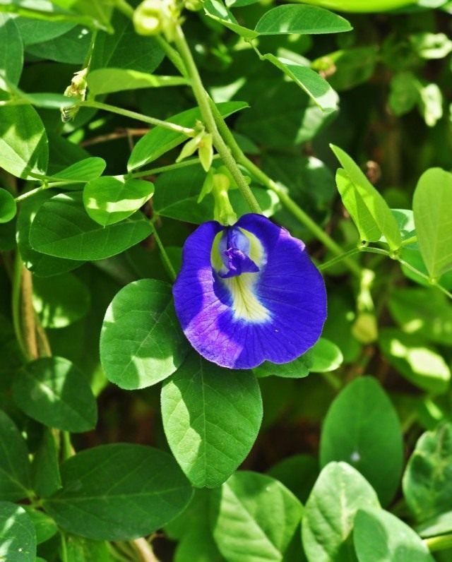 Клитория тройчатая (Clitoria ternatea) Клитория тройчатая (Clitoria ternatea)