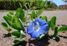 Клитория тройчатая (Clitoria ternatea)