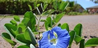 Клитория тройчатая (Clitoria ternatea)