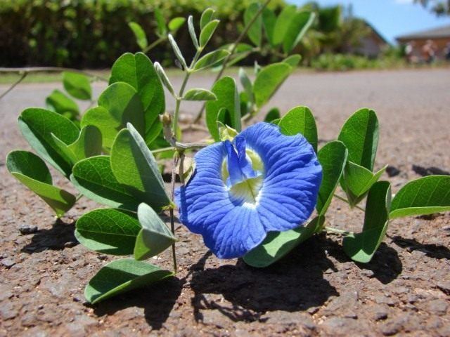 Клитория тройчатая (Clitoria ternatea) Клитория тройчатая (Clitoria ternatea)