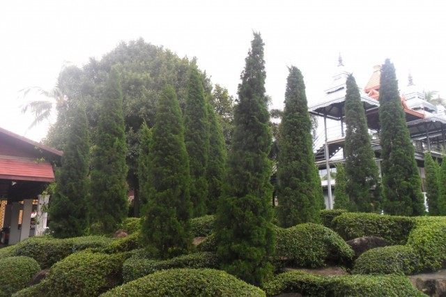 Можжевельник китайский (Juniperus chinensis). В ботаническом саду Нонг Нуч, Таиланд Можжевельник китайский (Juniperus chinensis)