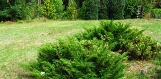 Можжевельник казацкий (Juniperus sabina)