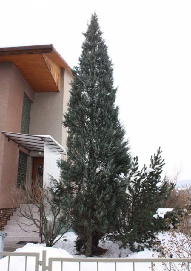 Можжевельник скальный (Juniperus scopulorum) Можжевельник скальный (Juniperus scopulorum)