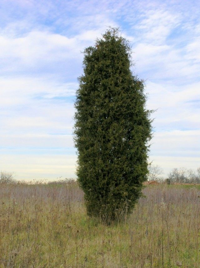 Можжевельник виргинский (Juniperus virginiana) Можжевельник виргинский (Juniperus virginiana)