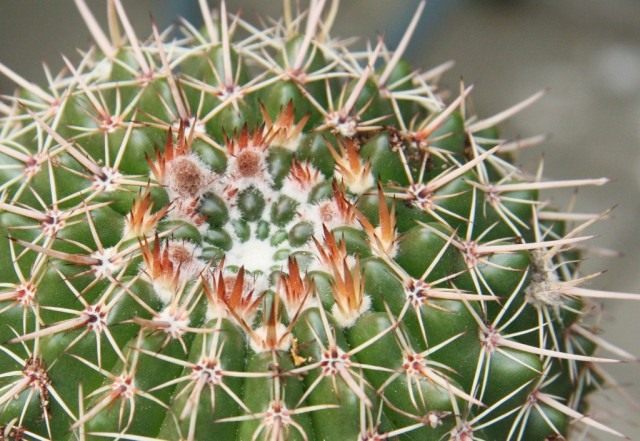 Пародия сосочковая, или Нотокактус сосочковый (Parodia mammulosa, syn. Notocactus mammulosus) Пародия сосочковая, или Нотокактус сосочковый (Parodia mammulosa, syn. Notocactus mammulosus)