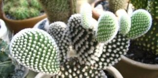 Опунция мелковолосистая (Opuntia microdasys)
