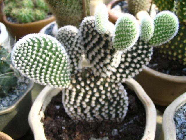 Опунция мелковолосистая (Opuntia microdasys) Опунция мелковолосистая (Opuntia microdasys)