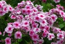 Флокс «Румяный»