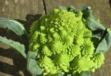 Капуста романеско (Brassica oleracea)