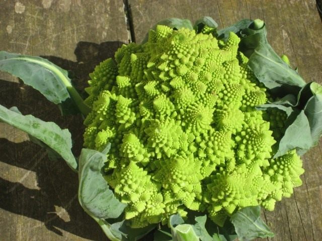 Капуста романеско (Brassica oleracea) Капуста романеско (Brassica oleracea)