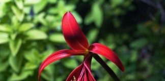 Спрекелия прекраснейшая, или Спрекелия великолепная (Sprekelia formosissima)