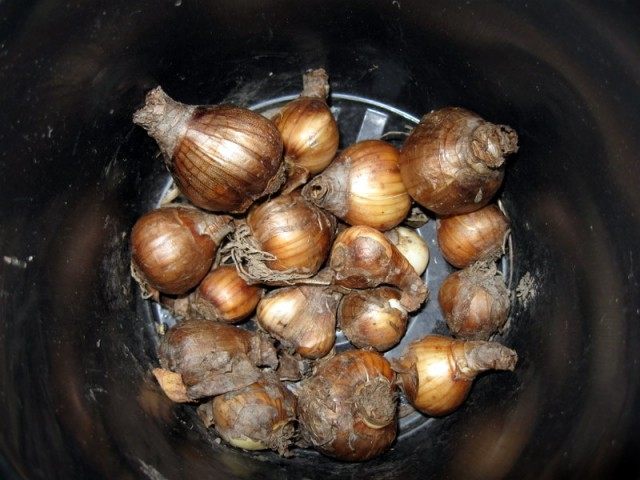 Луковицы нарциссов Луковицы нарциссов