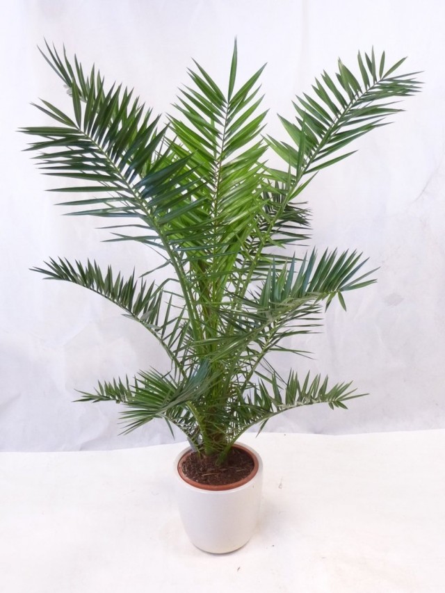 Финик Канарский (Phoenix canariensis) Финик Канарский (Phoenix canariensis)
