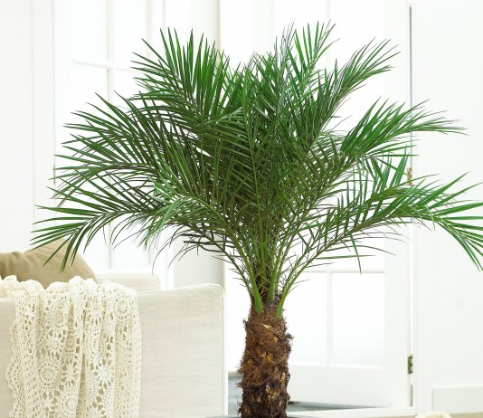 Финик Робелена (Phoenix roebellenii)