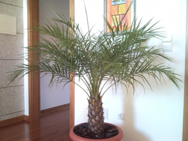 Финик Робелена (Phoenix roebellenii) Финик Робелена (Phoenix roebellenii)