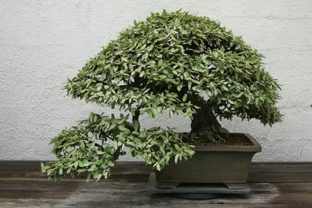 Бонсай сехин. Стрижка как бонсай домашних растений. Бонсай ростов. Можжевельник китайский бонсай. Бонсай кэси цубу.