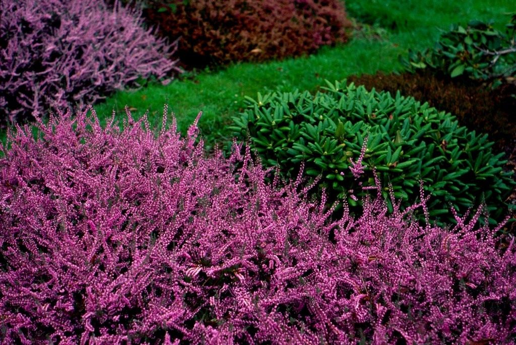 http://www.botanichka.ru/wp-content/uploads/2014/09/Calluna-vulgaris-1.jpg