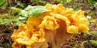 Лисичка формоза