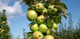 Колонновидная яблоня