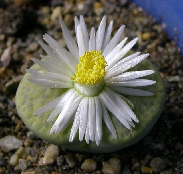 Литопс рыжеголовый (Lithops fulviceps) Литопс рыжеголовый (Lithops fulviceps)
