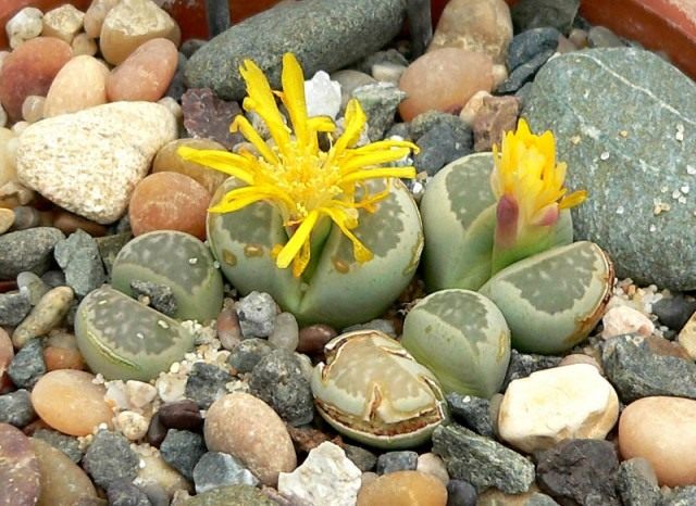 Литопс Холла (Lithops hallii) Литопс Холла (Lithops hallii)