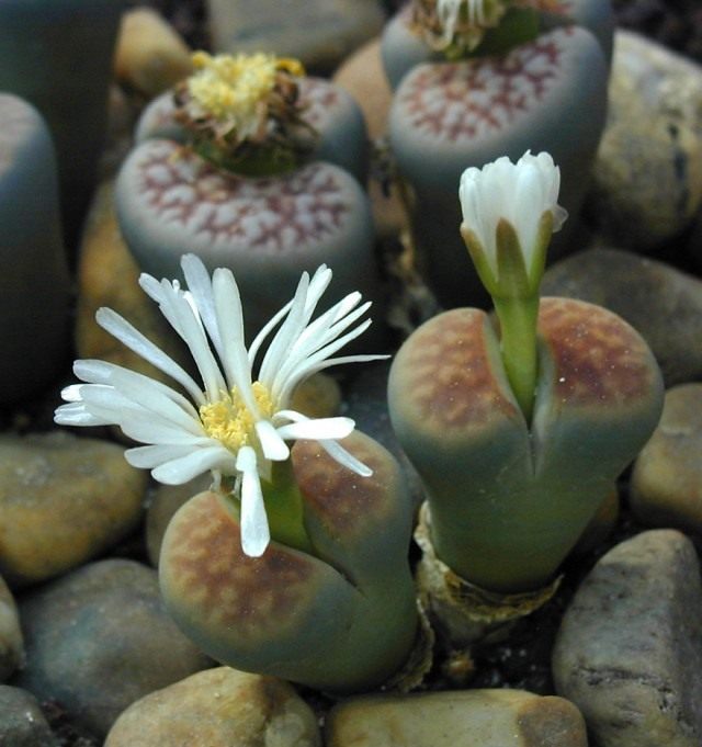 Литопс карасский (Lithops karasmontana) Литопс карасский (Lithops karasmontana)