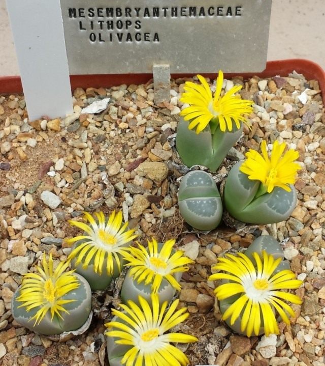 Литопс оливково-зелёный (Lithops olivacea) Литопс оливково-зелёный (Lithops olivacea)