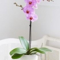 Орхидея «фаленопсис»