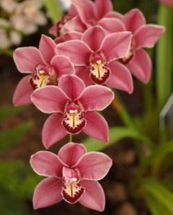 Как приручить строптивую орхидею