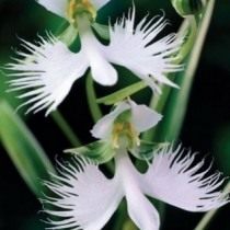Орхидея «хабенария»