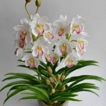 Орхидея «цимбидиум»