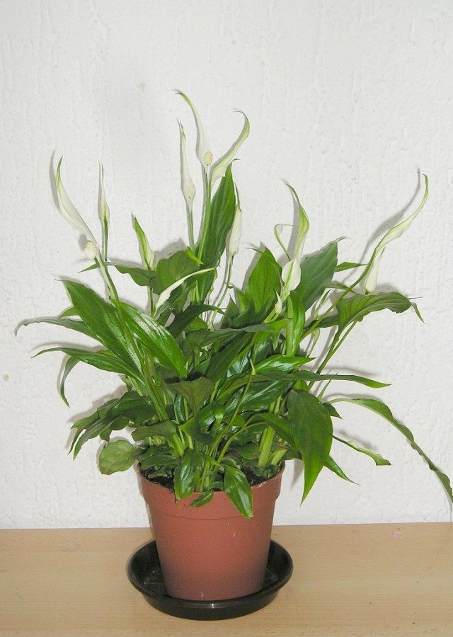 Спатифиллум, или Спатифиллюм (Spathiphyllum) Спатифиллум, или Спатифиллюм (Spathiphyllum)