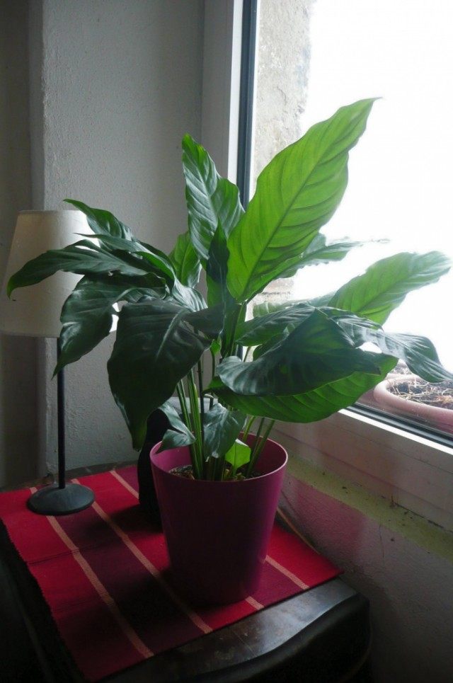 Спатифиллум, или Спатифиллюм (Spathiphyllum) Спатифиллум, или Спатифиллюм (Spathiphyllum)