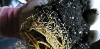 Выньте аккуратно пересаживаемое растение из горшка