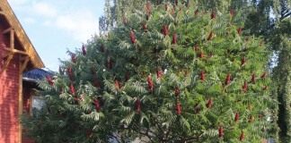 Сумах оленерогий, или Уксусное дерево (Rhus thyphina)