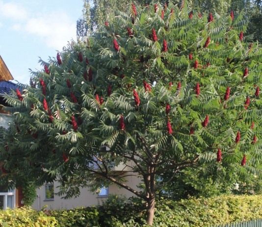 Сумах оленерогий, или Уксусное дерево (Rhus thyphina)