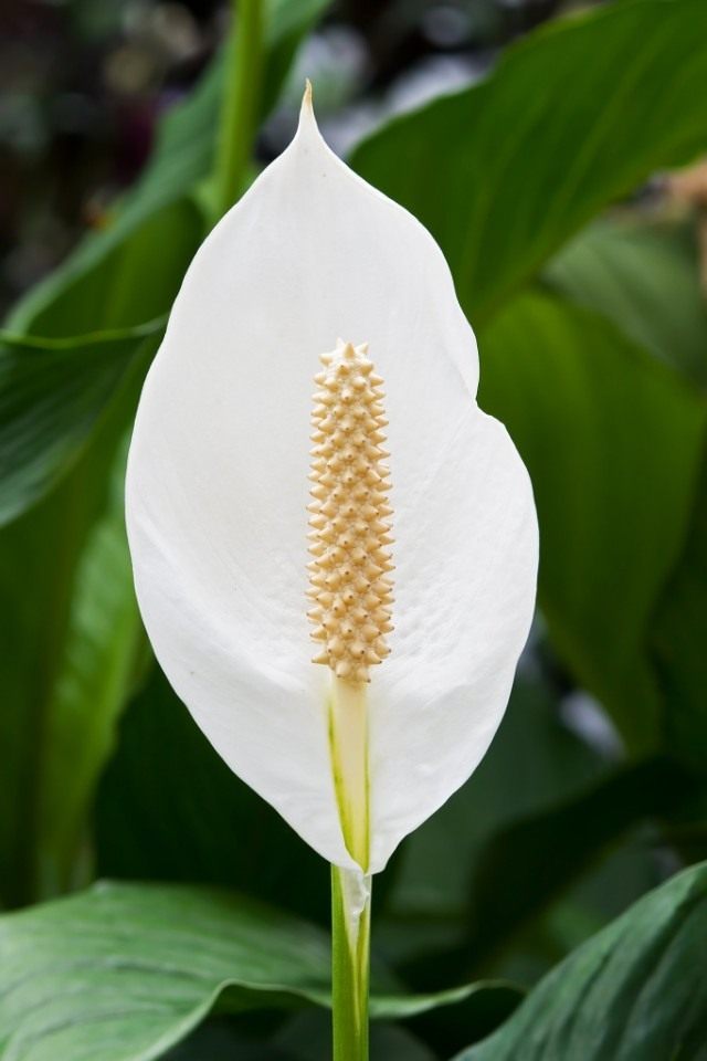 Спатифиллум, или Спатифиллюм (Spathiphyllum) Спатифиллум, или Спатифиллюм (Spathiphyllum)
