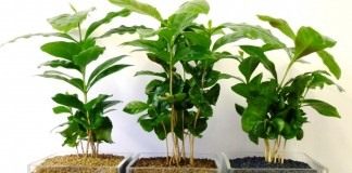 Ростки кофейного дерева. Кофе аравийский, или, Кофейное дерево аравийское (Coffea arabica)