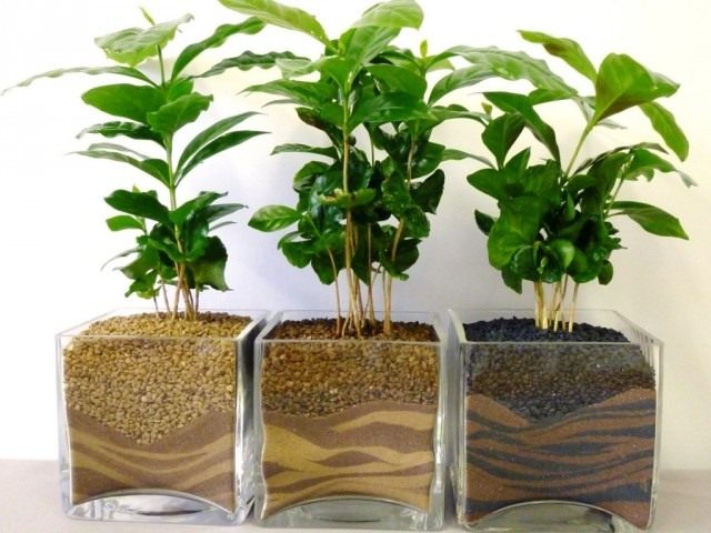 Ростки кофейного дерева. Кофе аравийский, или, Кофейное дерево аравийское (Coffea arabica) Ростки кофейного дерева. Кофе аравийский, или, Кофейное дерево аравийское (Coffea arabica)